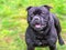 Black Staffordshire Bull Terrier dog looking happy, alert and expectant as is waiting for someone to throw a ball