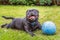 Black Staffordshire Bull Terrier dog lying on grass outside, panting and smiling after playing with his rubber ball