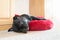 Black Staffordshire Bull Terrier dog lying on a soft fluffy bed placed between cupboards on a carpet floor.