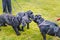 A black staffordshire bull terrier dog meets two black spaniel poodle cross dogs whilst out walking on the lead.