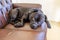 black staffordshire bull terrier dog resting curled up on a leather sofa