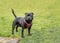 Black Staffordshire Bull Terrier  dog wearing a red harness standing on grass looking up towards the camera