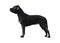 Black Staffordshire Bull Terrier stand isolated