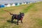 Black Staffordshire Bull Terrier wearing a red harness