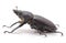 Black stag beetle
