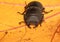 Black stag beetle