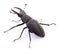 Black Stag Beetle.
