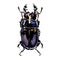 Black stag beetle, Lucanus cervus female, isolated, watercolor illustration on white, top view