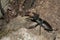 Black stag beetle macro portrait