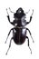 Black stag beetle on the white background