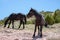 Black stallion and black mare wild horses on mineral lick hill on Pryor Mountain in the western USA