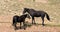 Black stallion and black sabino mare wild horse mustangs in the Pryor Mountains in Montana  United States