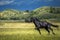 Black stallion enjoying freedom. Wild horse running at the field in summer. Metsovo Greece