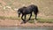 Black Stallion Mustang coming down to the waterhole in the Pryor Mountains in Wyoming United States