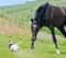 Black stallion running after jack russel terrier