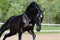 Black stallion of Russian riding breed in motion