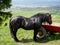 Black stallion tied to a chariot during the Pentecostal ceremony