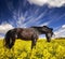 Black stallion in yellow field