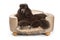 Black Standard Poodle dog on Luxury Bed