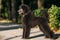 Black Standard Poodle Dog Outdoor