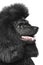 Black Standard poodle portrait (side view)