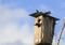 Black Starling bird flies to feed their Chicks to the house in t