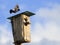 Black Starling bird flies to feed their Chicks to the house in t