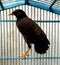 a black starling in a cage