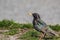 A black starling with a rainbow plumage and a yellow beak on a spring day stands on the grass in the park.