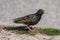 A black starling with a rainbow plumage and a yellow beak on a spring day stands on the grass in the park.