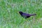 Black starling walks in grass