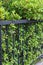 Black steel iron fence of boundary house with green leaf of shrub tree