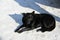 Black sterilized dog in the snow. Stray dog