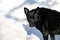 Black sterilized dog in the snow. Stray dog