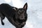 Black sterilized dog in the snow. Stray dog