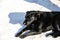 Black sterilized dog in the snow. Stray dog