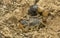 Black sting scorpion,Â Orthochirus bicolor, Satara, Maharashtra