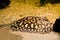 Black stingray laying on the bottom, camouflaged in the sand, tropical aquarium pet from brazil