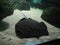 Black Stingray on sand bed in aquarium