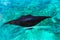 A Black Stingray is Swimming in A Clear Blue Sea
