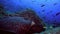 Black stingray swims over deep, rocky reef.