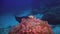Black stingray swims over deep, rocky reef.