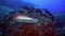 Black stingray swims over deep, rocky reef.