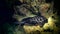 Black stingray swims over deep, rocky reef.