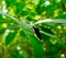 Black Stinkbug on a leaf