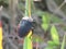 black stinky bug with red tail color resting on a old wild grass leaf