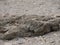 The black stone. A dried clod of earth with the remains of plants lies on the sand with shells on a sunny day