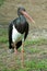 Black stork