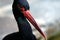 Black stork