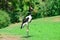 Black stork